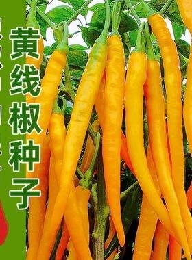 黄贡椒苗种子黄皮线椒种籽香辣高产黄色条椒黄甜椒辣椒蔬菜苗