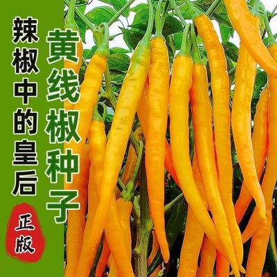 农之子黄贡椒种子高产黄香辣线椒