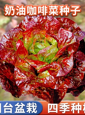 汉堡奶油咖啡菜生菜种子红叶紫叶种籽耐热四季播种冬季耐寒蔬菜孑