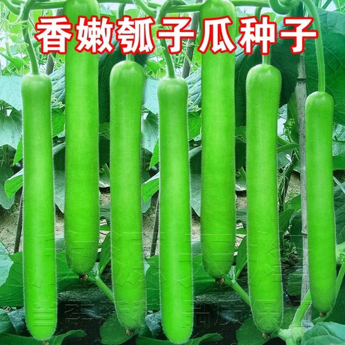 清香嫩瓠子瓜种子高产早熟蒲瓜