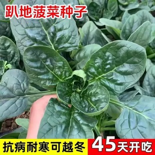 趴地菠菜种籽黑圆叶肉厚油亮菠菜种抗病高产耐热耐寒四季蔬菜种子