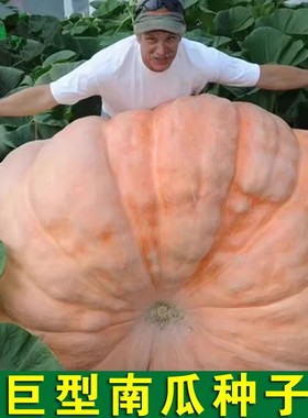 美国巨型南瓜种子特大大南瓜种子太空南瓜种子蔬菜种春播瓜果种子