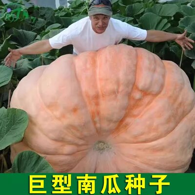 美国巨型特大太空春播南瓜种子