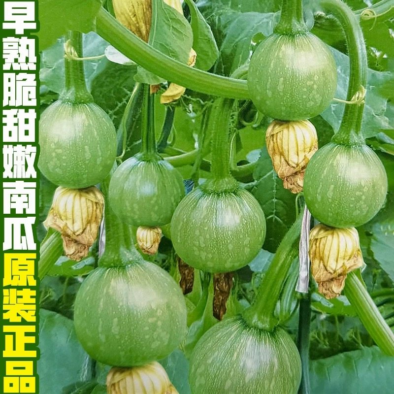 杂交早熟小南瓜种子爬藤一串铃花皮嫩南瓜种籽大田基地蔬菜种孑子