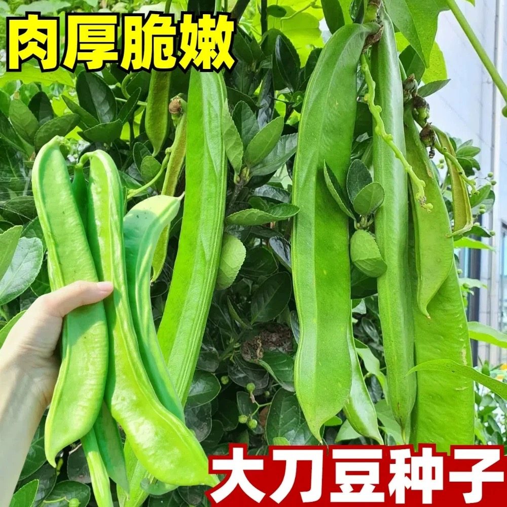 大刀豆种子巨型大扁豆大豆角种籽四季爬藤高产农家长豆角巴西豆