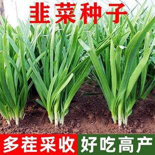 791宽叶韭菜种子紫根香韭菜籽四季播种菜园盆栽种植耐热寒蔬菜种