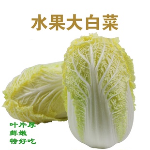 新品 春秋冬播大白菜種子黃心白菜 王90天水果大白菜種子大田 四季