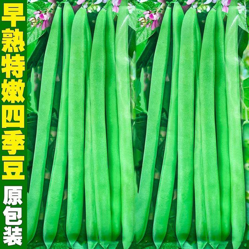 早熟高产特嫩四季豆种籽豆荚扁圆形芸豆角种子肉厚耐运输蔬菜种孑