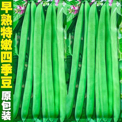 四季豆种子早熟红花爬藤