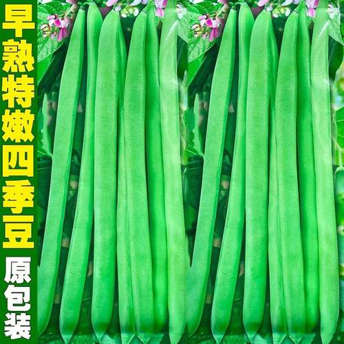 早熟高产特嫩四季豆种籽豆荚扁圆形芸豆角种子肉厚耐运输蔬菜种孑 - 封面