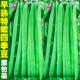 早熟高产特嫩四季 豆种籽豆荚扁圆形芸豆角种子肉厚耐运输蔬菜种孑