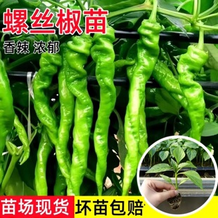 湖南本地螺丝椒秧苗辣椒苗辣椒种籽春季盆栽早熟大青椒苗四季蔬菜