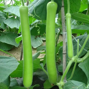 长瓠子瓜种子四季早熟高产青瓜速生耐寒蒲瓜短瓠瓜蔬菜种子大全