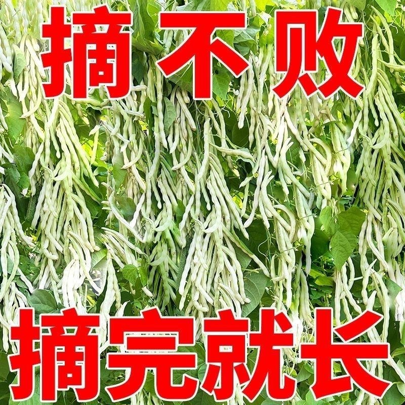 九粒白芸豆种子优选豆角种籽四季豆架豆种高产丰收蔬菜种农家田园