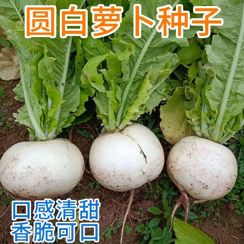 大白圆萝卜种子春秋播四川