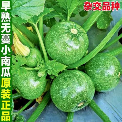 西葫芦种子种籽早熟高产盆栽