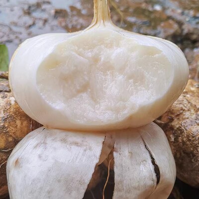 牧马山地瓜种子高产抗病