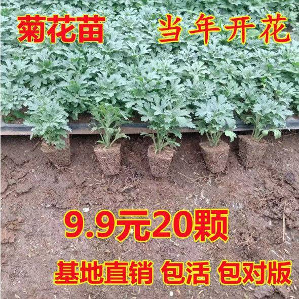 佐利克四季开花千头菊苗