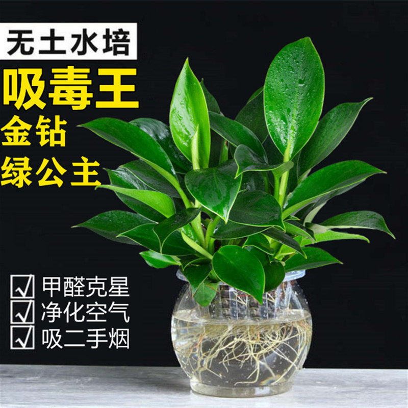 金钻绿萝水培大盆栽好养净化空气