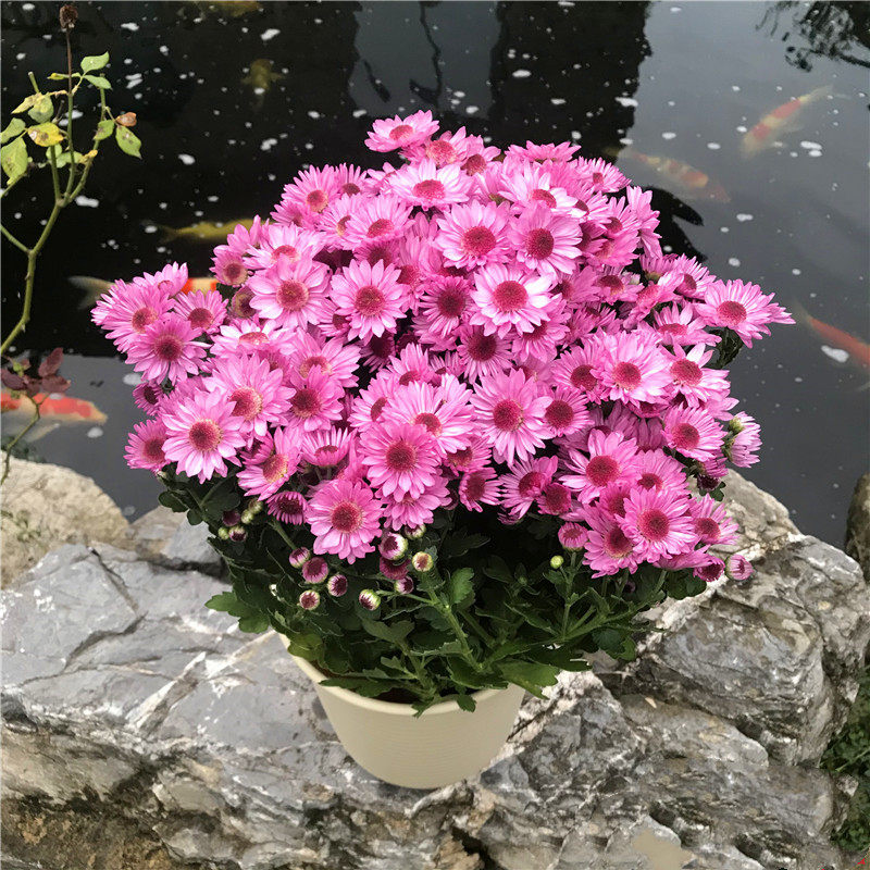 千头菊 草莓心 耐寒耐热 切花菊 多头菊 满32元包邮 穴苗小苗