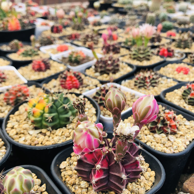 多肉植物彩色实生仙人球牡丹玉锦肋骨牡丹锦绯牡丹丽蛇翠晃冠杂交