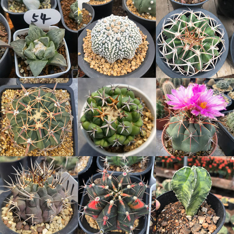 多肉新款稀有缀化 石化 变异仙人球锦 吉赛尔 新天地希望丸牡丹玉