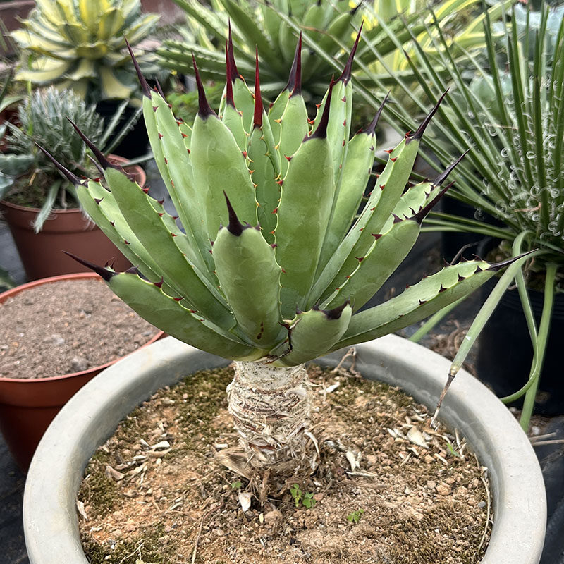 绿植龙舌兰好养多肉植物