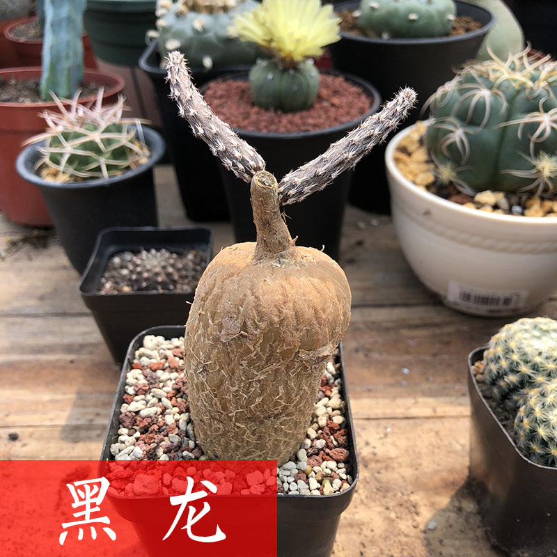 仙人掌开花防辐射多肉植物