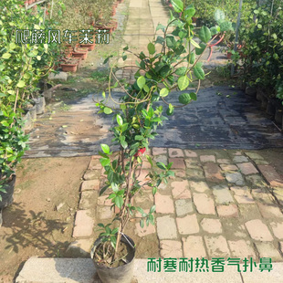 风车茉莉大苗耐阴耐寒清香阳台庭院爬藤植物四季常绿盆栽花卉花墙