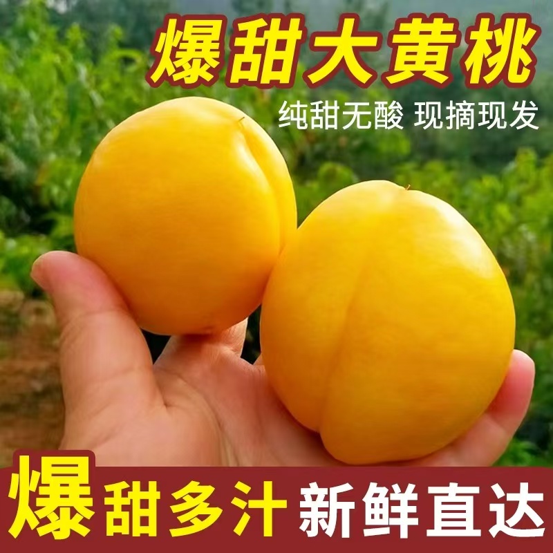现摘山东特产黄桃蒙阴蜜桃新鲜应季水果孕妇黄金油桃暴甜好吃