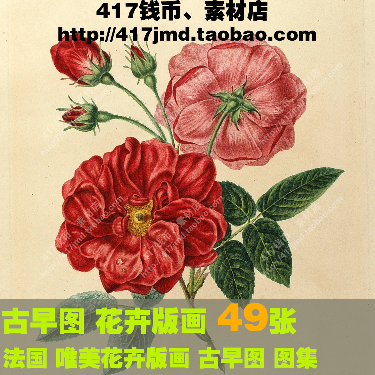 [古早图 图谱]法国 henriette vincent 花卉植物彩色版画图片素材