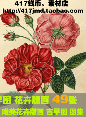 [古早图 图谱]法国 Henriette Vincent 花卉植物彩色版画图片素材