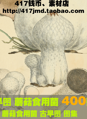 [古早图 图谱]英国 James Sowerby 蘑菇食用菌 图片素材