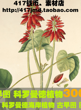 [古早图 图谱]英国 William Roxburgh 科罗曼德海岸植物图片素材