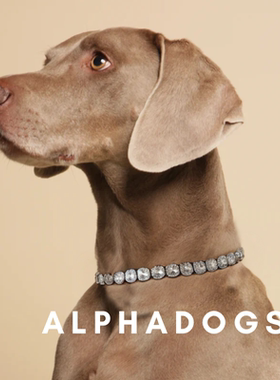 宠物狗装饰金银色钻石装饰项圈镶钻腊肠装饰威玛杜宾法斗狗项链