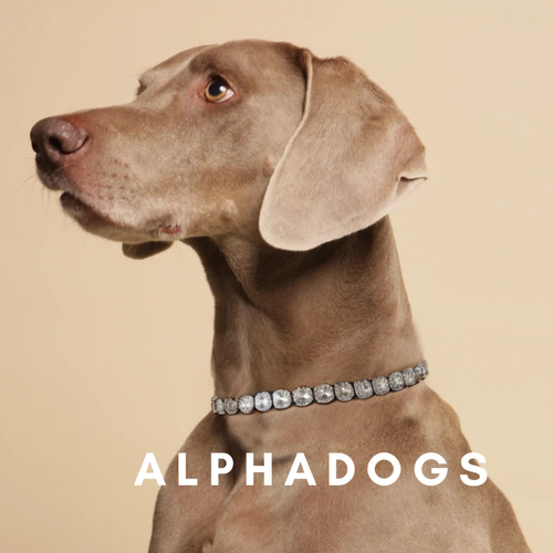 宠物项链Alphadogs萌宠网红狗