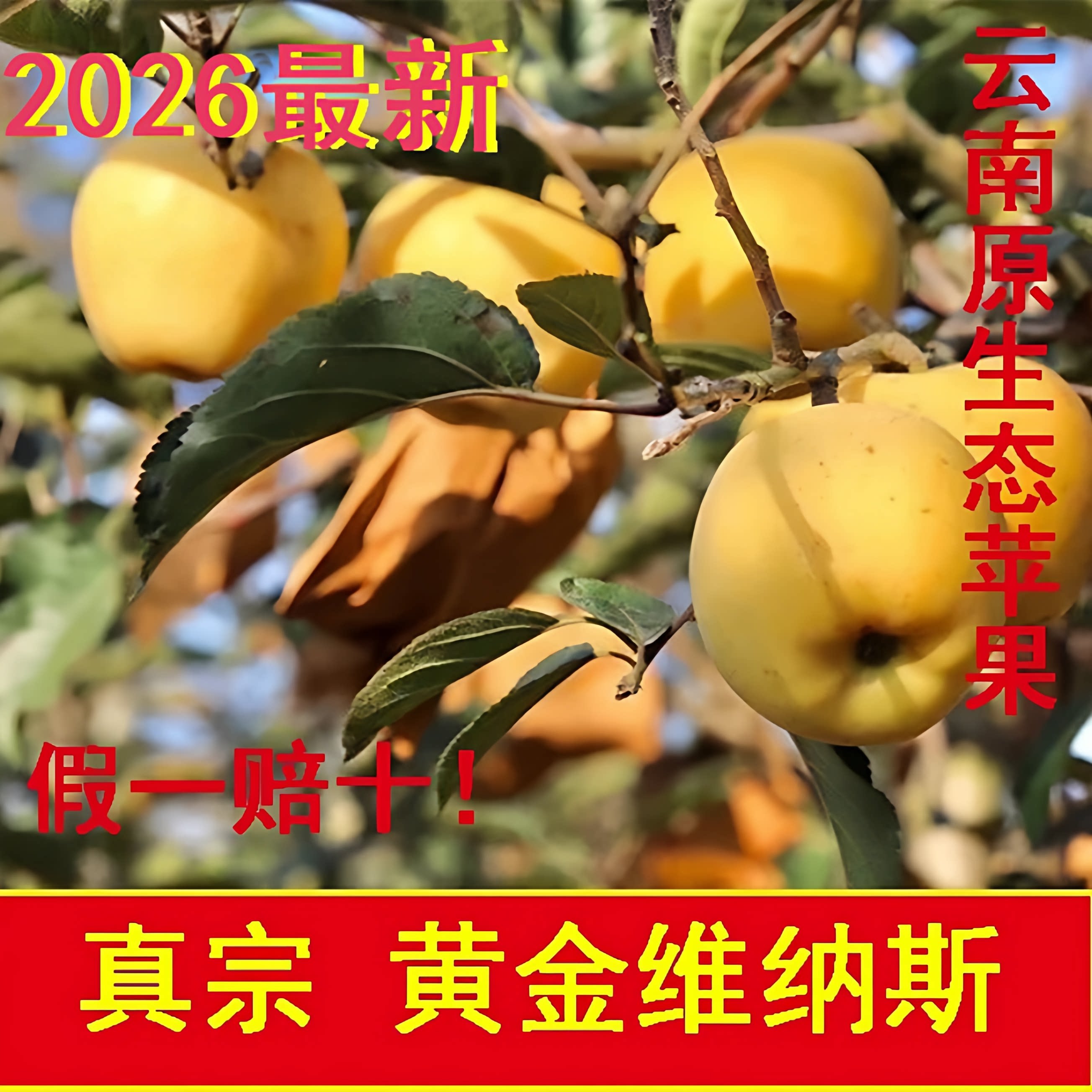 云南高原维纳斯苹果纯甜生态