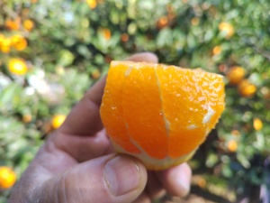 【楚秭源 】 湖北秭归伦晚脐橙新鲜当季水果橙子现摘现发包邮