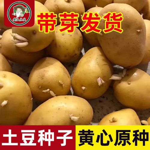 冬播黄心土豆种子带芽