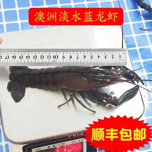 3斤鲜活澳洲淡水蓝龙虾