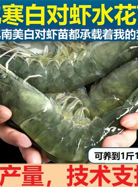 【抗寒】淡水南美白对虾水花苗幼苗 基围虾苗高抗一代 养殖范围广