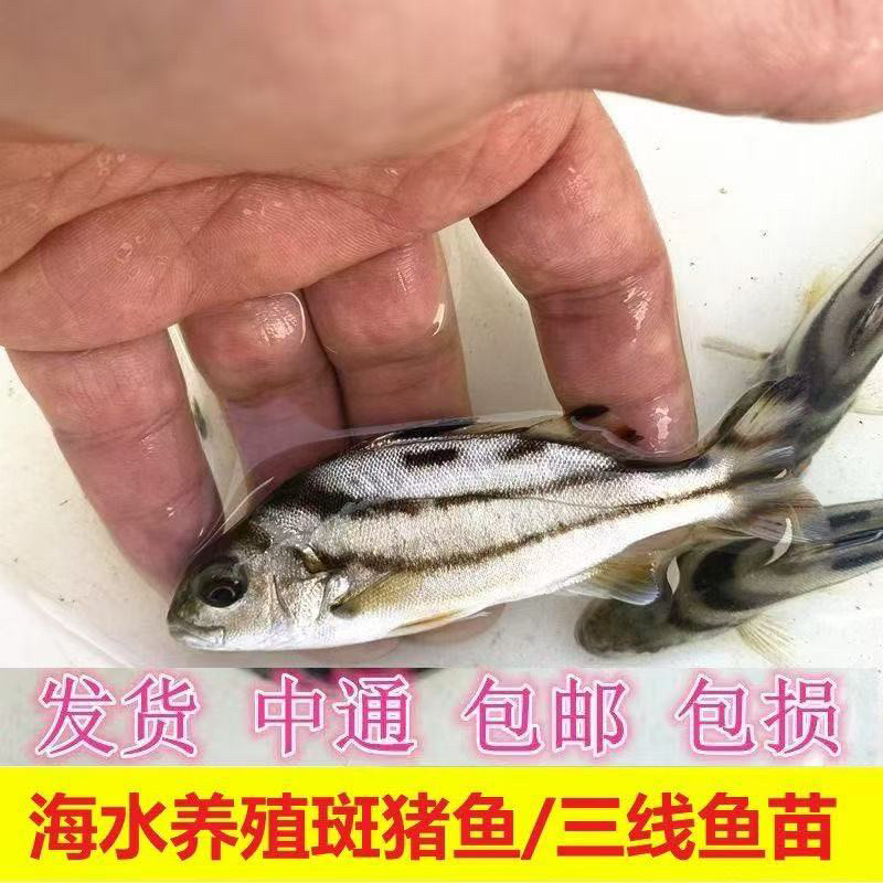 海水养殖三线鱼苗 猪斑鱼 咸水黄立鱼苗广东福建浙江青蟹苗养殖