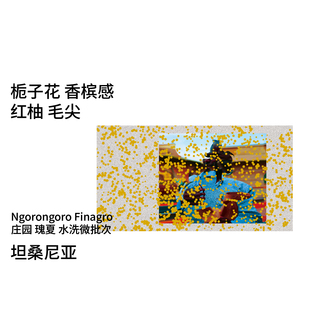 瑰夏 Finagro庄园多口味 帕卡马拉手冲咖啡豆 坦桑尼亚 Back系列
