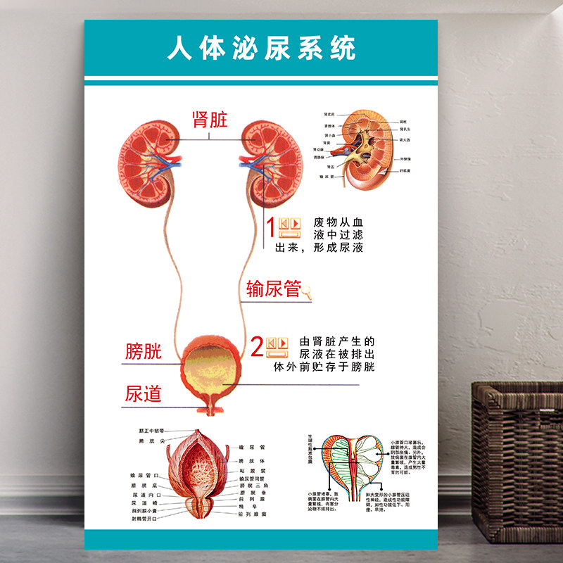人体泌尿生殖系统彩色解剖挂图内脏器官结构示意图医学宣传海报