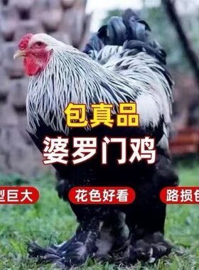 网红巨型婆罗门鸡脱温鸡正宗梵天鸡活苗大型进口观赏鸡大体梵天鸡