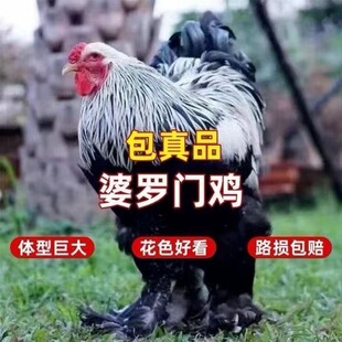 网红巨型婆罗门鸡脱温鸡正宗梵天鸡活苗大型进口观赏鸡大体梵天鸡