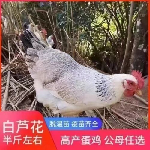 白芦花鸡苗稻花鸡苗半斤纯种小鸡苗绿壳蛋芦花鸡苗土鸡苗小鸡活苗
