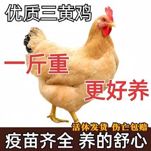 半斤纯种三黄鸡活苗农家散养土鸡小鸡幼苗笨鸡活小鸡苗活鸡仔一斤
