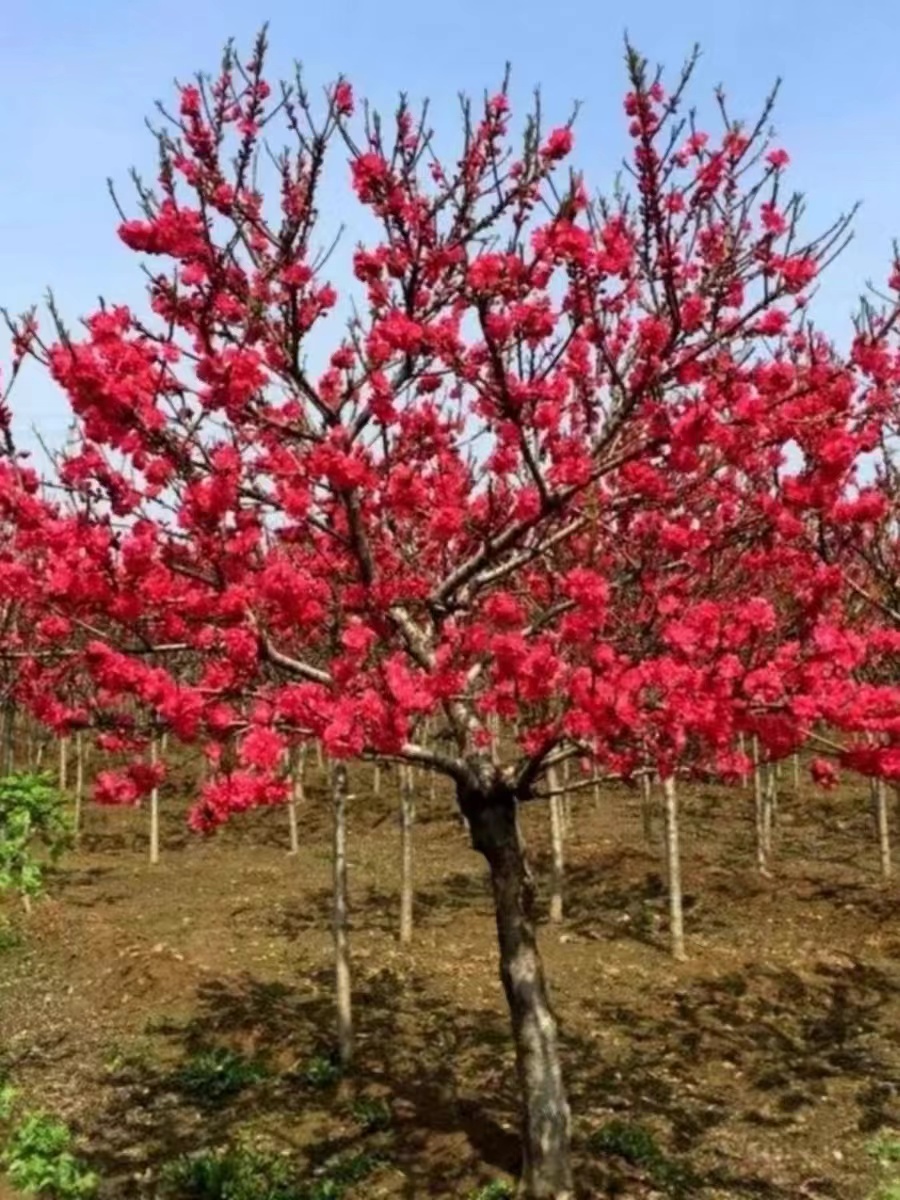 红梅绿梅腊梅榆叶梅老桩梅花树四季阳台庭院盆栽冬季耐寒花卉树苗