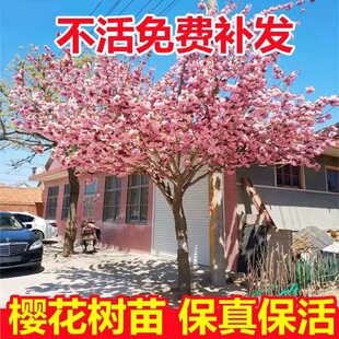 日本樱花树苗嫁接早樱晚樱花苗工程绿化树苗庭院观赏花苗行道树苗